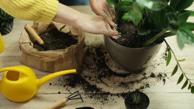 Românii înfrumusețează casele cu plante exotice: care sunt soiurile preferate