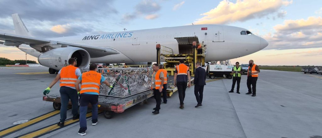 România trimite 4.000 de oi în Algeria cu avionul, într-un zbor de doar 2,5 ore