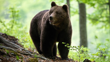 Urs văzut în Bistriţa, mesaj RO-Alert emis pentru zonă după eveniment pentru familii