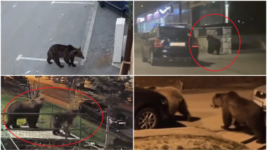 Urșii invadază străzi din localitățile de munte: „În fiecare seară vin