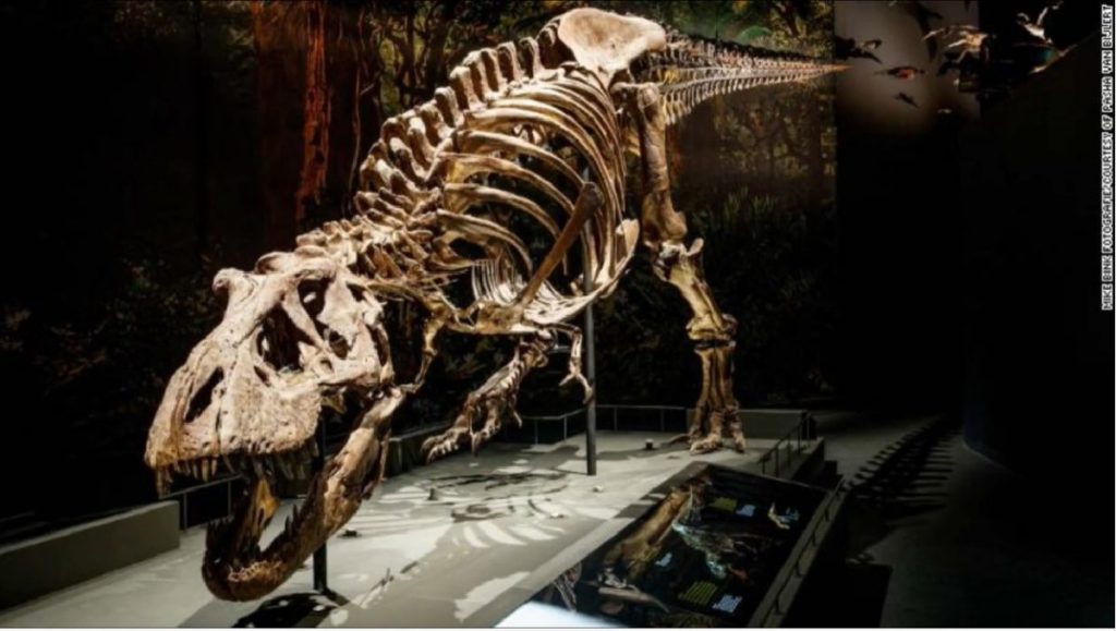 Dinozaurul „Gus” se vinde la Sotheby’s pentru 30 milioane dolari.