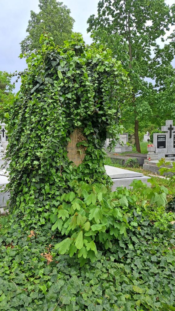 Elevii lui Brukenthal se întorc în Sibiu pentru a curăța cimitirul istoric