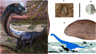 Descoperire senzațională în Thailanda: Dinozaur de 28 de tone, cel mai mare din Sud-Estul Asiatic