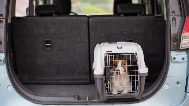 Noul regulament UE: Ce trebuie să știi înainte să călătorești cu animalul tău de companie