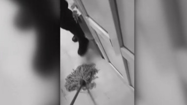 Bărbat obligat să-și spele sângele la poliție după ce a fost mușcat de câine