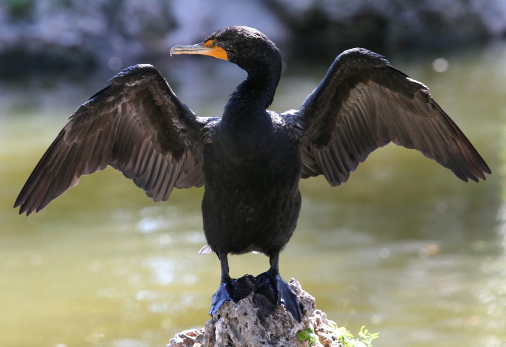 Cormoranul, pe lista neagră: 10 țări UE, inclusiv România, cer permisiunea de vânăre
