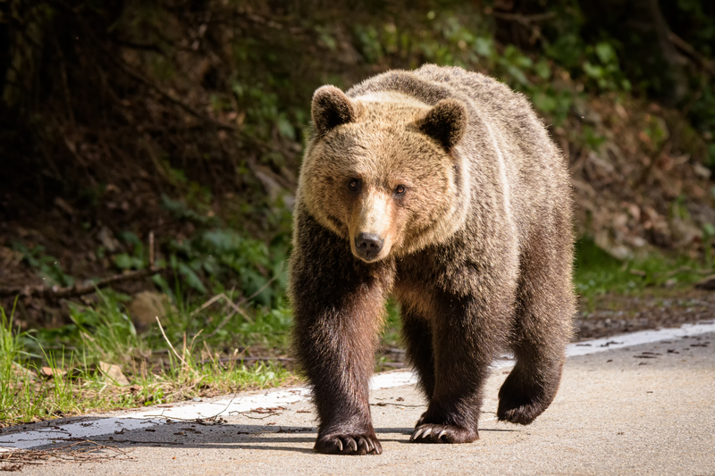 Bărbat atacat de ursoaică pe Transfăgărășan după ce o hrănea din mașină