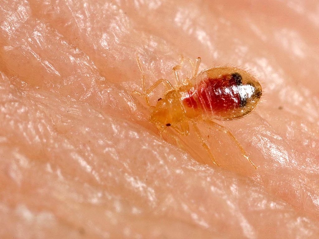 Infestările cu ploșnițe se extind în România: 3 greșeli frecvente fatale