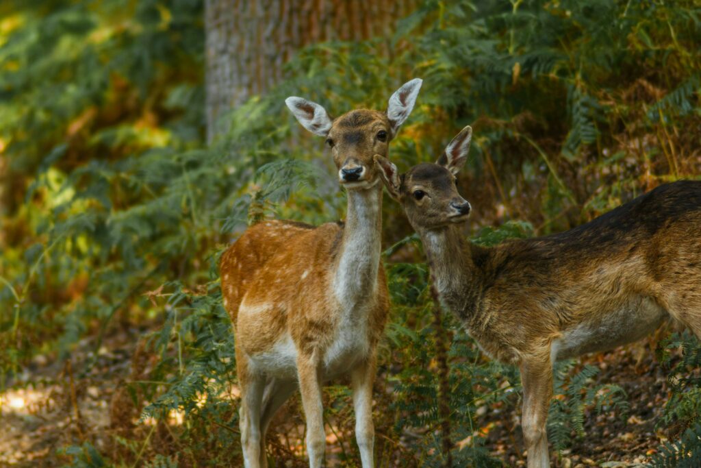 Observatorii de păsări din Serbia strâng bani pentru habitat forestier.