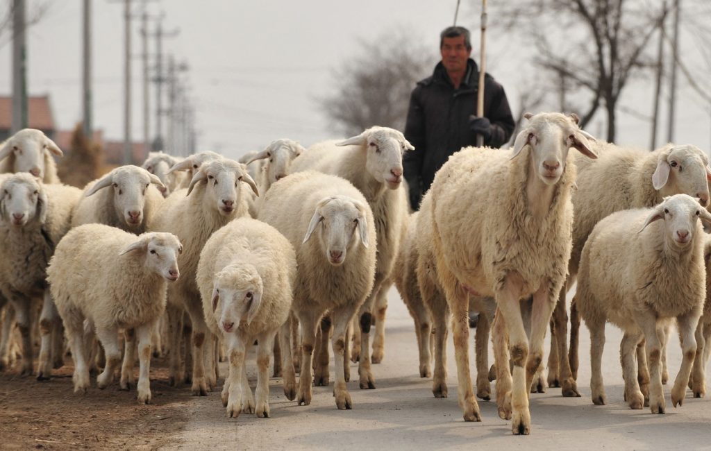 Milioane de vizualizări pentru un anunț de angajare pentru ciobani în China