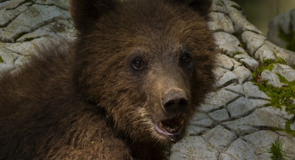 Ursii invadează Neamțul: mesaje RO-ALERT în Piatra-Neamț, Farcașa și Bicaz Chei