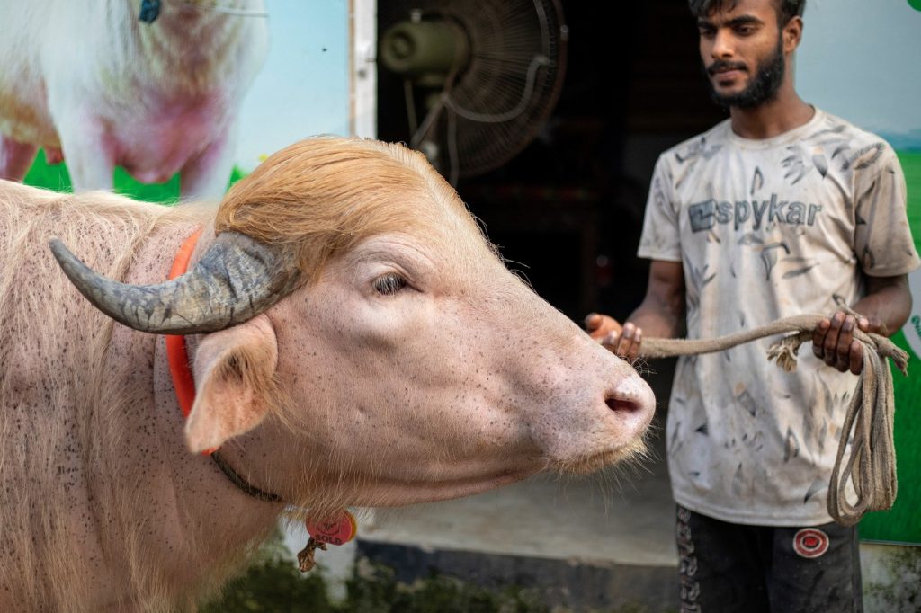Bivolul cu numele lui Donald Trump face senzație în Bangladesh