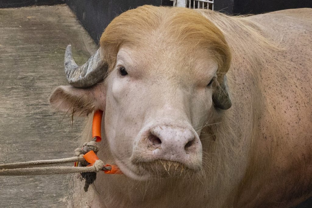 Bivolul „Donald Trump” înjunghiat, scăpat de sacrificare în Bangladesh