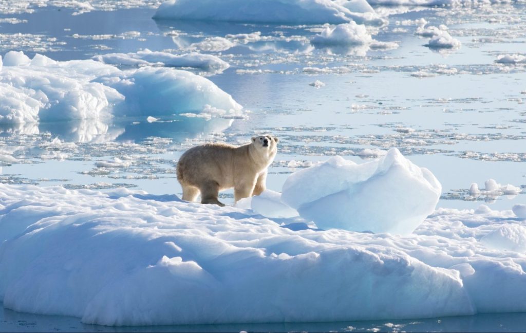 Urs polar infectat cu gripă aviară, depistat în Europa pentru prima dată
