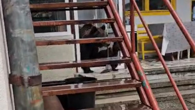 Ursoaică cu 3 pui, împușcată în Bușteni: un pui încă în libertate