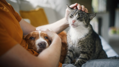Animalele de companie reduc stresul? Cercetătorii spun contrariul