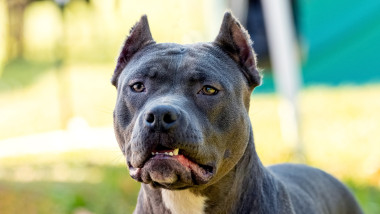 Copil de 2 ani, sfâșiat de un câine de luptă în București. Intervenție de urgență