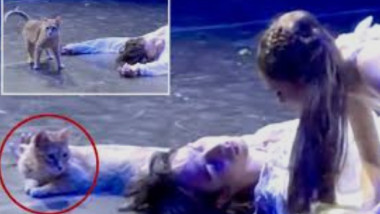 Pisică devine vedeta operei Romeo și Julieta