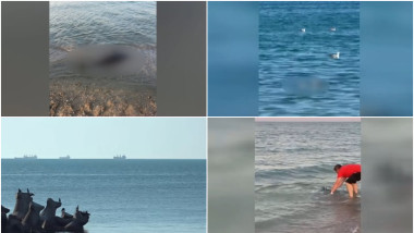 Peste 80 de delfini morți pe litoralul românesc de la începutul anului
