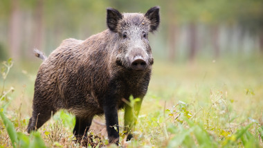 Atenție în Voluntari: porc mistreț văzut lângă o școală din Pipera