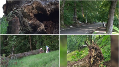 Tâmpa: Zeci de arbori sănătoși, pericol de prăbușire. Reacția primăriei