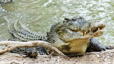 Crocodil găsit pe balcon în Hong Kong, peste 100 de reptile în casă