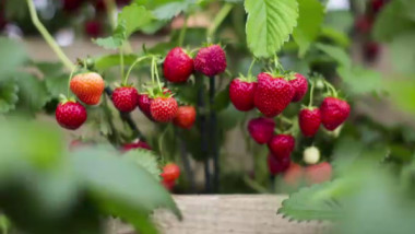 Fructe periculoase: Topul celor mai contaminate cu pesticide