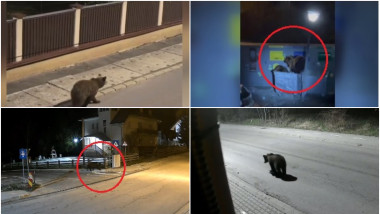 Românii din zonele de munte, nemulțumiți de legea care dublează cota de recoltare a urșilor