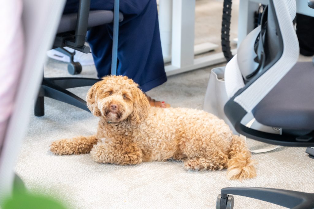 Majoritatea angajaților români vor un birou pet-friendly pentru a rămâne loiali