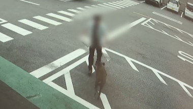 Atac șocant în Toyota: un mistreț sălbatic rănește patru oameni, imagini șocante!
