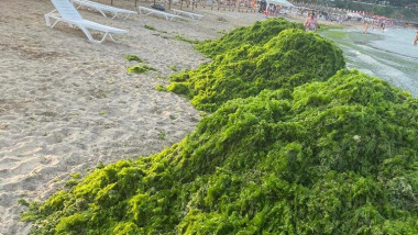 Mamaia, invadată de alge: turiștii, furioși, autoritățile, neputincioase