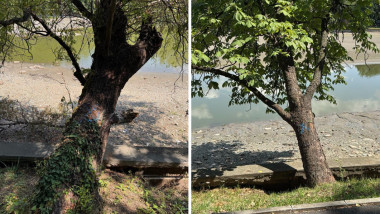 Peste 100 de arbori de lângă lacul Herăstrău urmează să fie tăiați