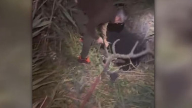 Cerbul prins în groapa cu nămol: O operațiune dramatică de salvare