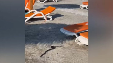 Panică pe litoral: șarpe de 1,5 metri printre șezlonguri!