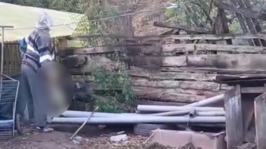 Bărbat de 78 de ani din Alba, cercetat după ce a bătut o pisică până a murit