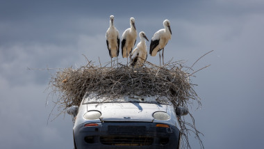 Familie de berze, atracție turistică pe un stâlp cu mașină