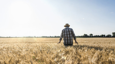 Fermierii din vestul României înlocuiesc cerealele cu alte culturi, din cauza secetei