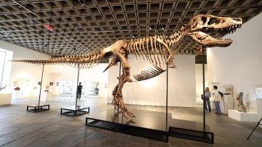 T-Rex vândut pentru 50 milioane dolari, un preț record la New York