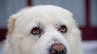 Bărbatul care a abandonat un câine după doar o săptămână primește amendă