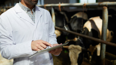Rabiă la bovine în Neamț: DSP avertizează asupra riscului de infectare
