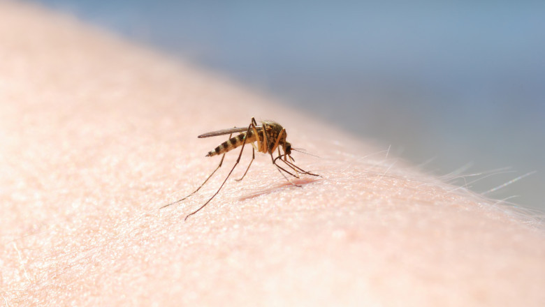 Autoritățile raportează opt cazuri West Nile în doar două luni