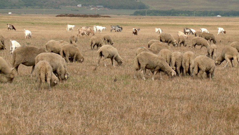 Seceta îi obligă pe fermieri să-și hrănească animalele cu castraveți și pepeni: „Pășunile sunt pârjolite…