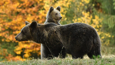 37 de turişti polonezi, evacuaţi de jandarmi după întâlnirea cu o ursoaică și puiul ei