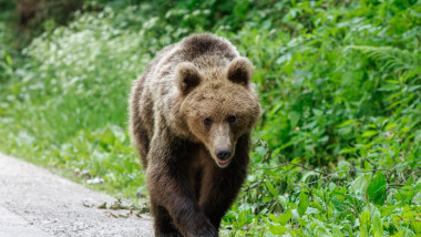 Ursoaică de 11 ani împușcată la Brașov, alta cu 3 pui fuge speriată