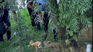 Bărbat din Prahova reținut pentru uciderea unui câine, anchetă deschisă după alertarea societății civile