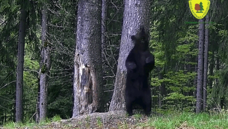 Baloo de România. Camerele Romsilva au surprins locul preferat de scărpinat al urșilor din Pădurea Borsec