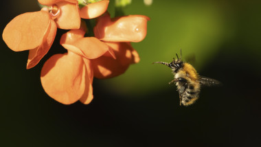 Pământul ascunde 20 de milioane de specii de insecte necunoscute