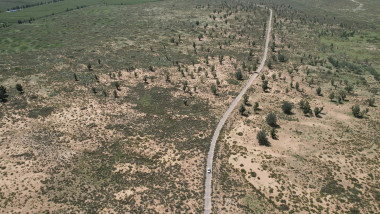 Pădurile plantate din China cresc mai rapid decât cele naturale, spun cercetătorii