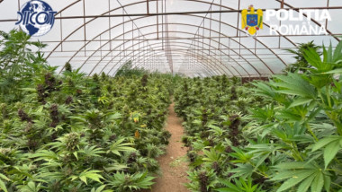 Peste 2.600 de plante de canabis și un laborator clandestin descoperite în Neamț