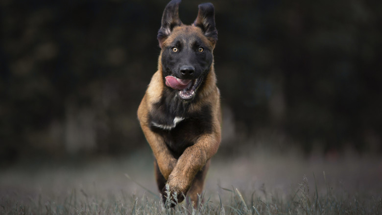 „Racheta cu blană”. Cum a devenit ciobănescul belgian Malinois câinele preferat de poliție și armată în…